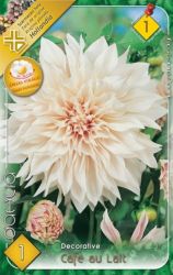  Dahlia Decorative Cafe au Lait dekoratv dlia gum 1’