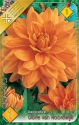  Dahlia Decorative Glorie van Noordwijk dekoratv dlia gum 1’