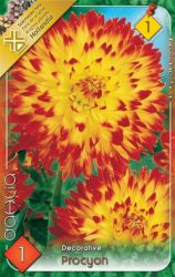  Dahlia Decorative Procyon dekoratv dlia gum 1’