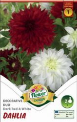  Dahlia Decorative Duo Dark Red & White dekoratv dlia gum 1’