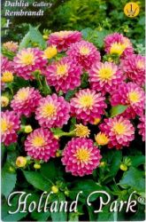  Dahlia Gallery Rembrandt dlia gum 1’