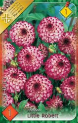  Dahlia Pompon Little Robert pompon dlia gum 1’