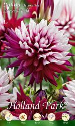  Dahlia Decorative Rebecca’s World dekoratv dlia gum 1’