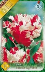  Tulipa Parrot Estella Rijnveld Tulipn virghagymk 3’