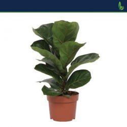  Ficus lyrata bambino lantlevel fikusz 12 cm-es cserpben, kb. 34 cm magas