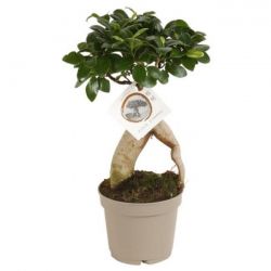  Ficus (Bonsai) microcarpa Ginseng kislevel fikusz 12 cm-es cserpben kb. 35 cm magas