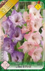  Gladiolus Duo Lilac & Pink kardvirg virghagymk 1’