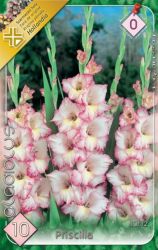  Gladiolus Priscilla kardvirg virghagymk 0’
