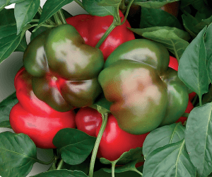 Gogosri paprika palnta 10,5 cm-es cserpben ID