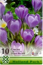  Crocus Large Flowering Flower Record nagyvirg krkusz virghagymk 1’