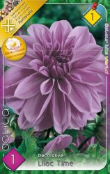 Dahlia Decorative Lilac Time dekoratv dlia gum 1’