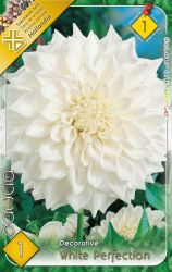  Dahlia Decorative White Perfection dekoratv dlia gum 1’