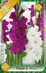  Gladiolus Duo Purple + White lila s fehr kardvirg virghagymk 1’