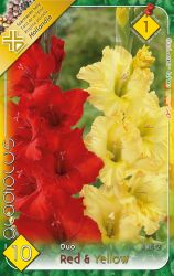 Gladiolus Duo Red + Yellow piros s srga kardvirg virghagymk 1’