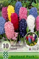  Hyacinthus Mixed vegyes jcint virghagymk "Nagy csomag"