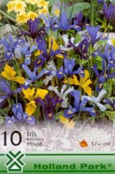 Iris reticulata Dwarf mix vegyes virghagymk 1’
