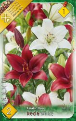  Lilium Asiatic Duo Red + White piros s fehr liliom virghagymk 1’