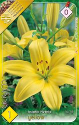  Lilium Asiatic Hybrid yellow srga liliom virghagyma 0’