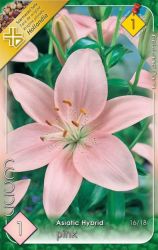  Lilium Asiatic Hybrid Pink rzsaszn liliom virghagyma 1’
