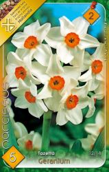  Narcissus Tazetta Geranium nrcisz virghagymk 2’