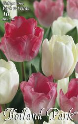  Tulipa Duo Pink & White rzsaszn s fehr tulipn virghagymk 2’