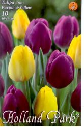  Tulipa Duo Purple & Yellow lila s srga tulipn virghagymk 2’