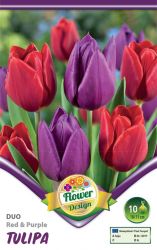  Tulipa Duo Red & Purple piros s lila tulipn virghagymk 2’