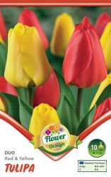  Tulipa Duo Red & Yellow piros s srga tulipn virghagymk 2’