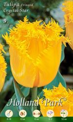  Tulipa Fringed Crystal Star tulipn virghagymk 3’