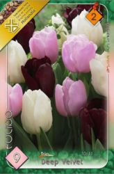  Tulipa Trio Deep Velvet triumph tulipn virghagymk 2’
