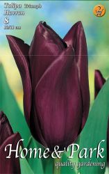  Tulipa Triumph Havran Triumph tulipn virghagymk 2’