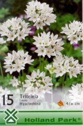  Triteleia White Triteleia hyacinthina csillaghagyma virghagymk 0’
