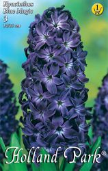  Hyacinthus Blue Magic jcint virghagymk 1’
