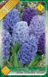  Hyacinthus Blue Shades mixed jcint virghagymk 1’