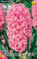  Hyacinthus Pink Pearl jcint virghagymk 1’
