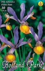  Iris hollandica Frans Hals risz virghagymk 1’