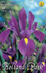  Iris hollandica Purple Sensation risz virghagymk 1’