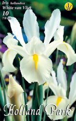 Iris hollandica White van Vliet fehr risz virghagymk 1’
