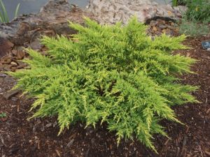  Juniperus  med.’Pfitz.Aurea’  CLT10