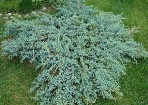  Juniperus  sq.’Blue  Carpet’  CLT10