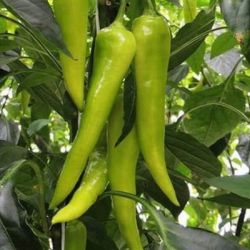 Ozis Kard paprika palnta 10,5 cm-es cserpben (szllts prilis vgtl)