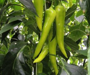 Ozis Kard paprika palnta 10,5 cm-es cserpben ID