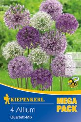 Kiepenkerl Allium Groblumiger Quartett-Mix vegyes dszhagyma virghagymk MEGA PACK (szllts 2024.09.01-09.15 kztt)