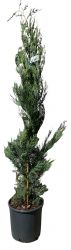  Cupressocyparis Leylandii ciprus CLT5-s cserpben 100/125 cm