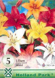  Lilium Asiatic hybrid mixed vegyes liliom virghagymk 0’
