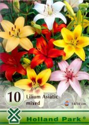  Lilium Asiatic mixed vegyes liliom virghagymk 0’