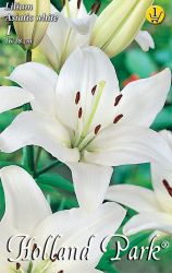  Lilium Asiatic Hybrid White fehr liliom virghagyma 1’