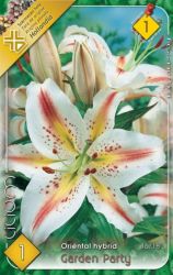  Lilium Oriental hybrid Garden Party liliom virghagyma 1’