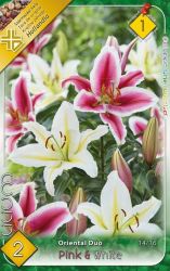 Lilium Oriental Duo Pink & White liliom virghagymk 1’