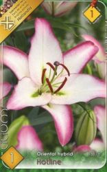  Lilium Oriental hybrid Hotline liliom virghagyma 1’